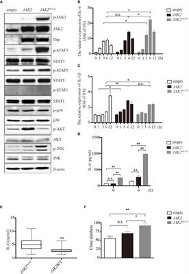 JAK2V617F Mutation Promoted IL-6 Production and Glycolysis via Mediating PKM1 Stabilization in Macrophages